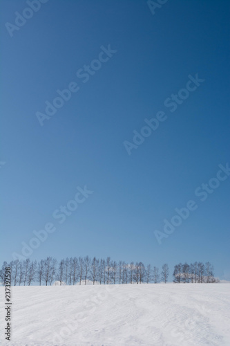 冬のシラカバ並木と青空