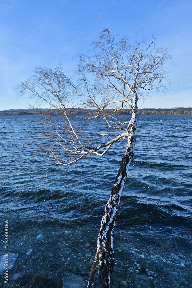Obraz premium Russia, Chelyabinsk region. The birch trunk is tilted over the lake Uvildy in winter in clear weather
