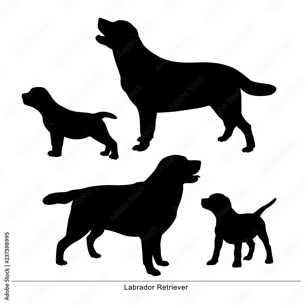 Labrador Retriever breed dog. Vector silhouette of the dog