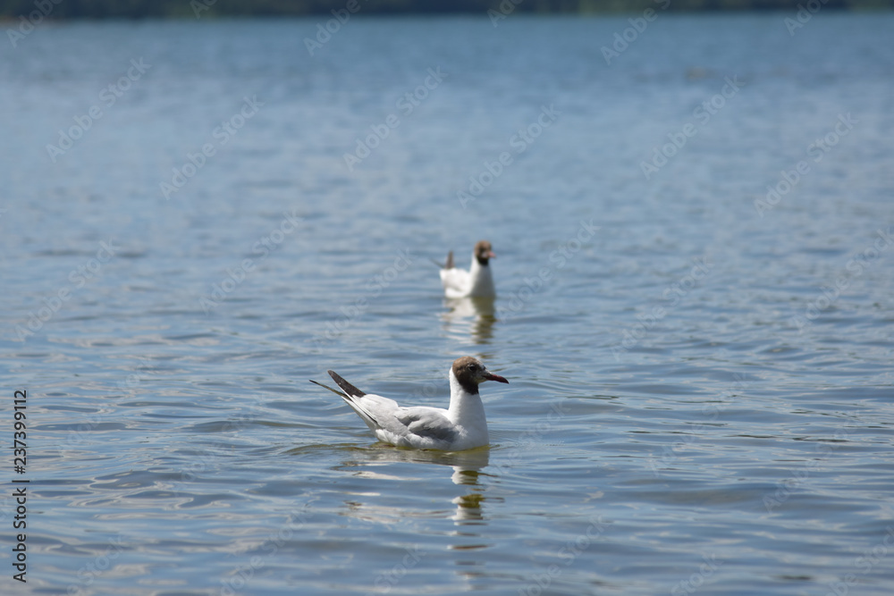 Fototapeta premium seagull in flight