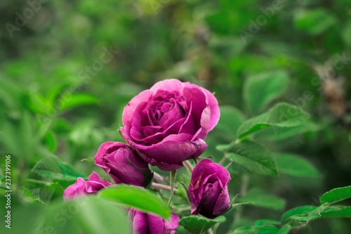 pink rose in garden