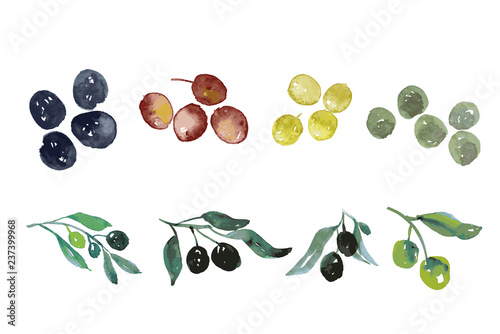 green olive tree branch with berries