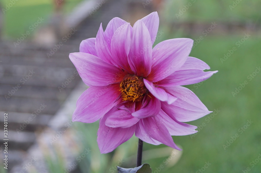 Fototapeta premium Pink Dahlia