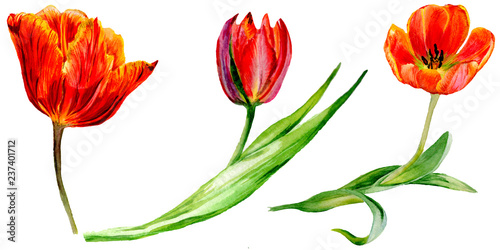 Amazing red tulip flower with green leaf. Isolated hand drawn botanical flower. Watercolor background illustration set. #237401712