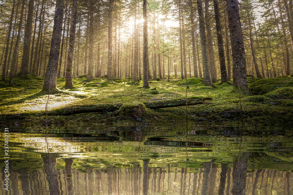 Pond / lake in mossy green forest. Golden sunlight before sunset with sun rays pouring through the trees, create mystic, cozy atmosphere. Pond / lake in mossy green forest. Golden sunlight before sunset with sun rays pouring through the trees, create mystic, cozy atmosphere.