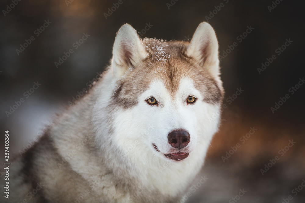 Close-up portrait of beautiful and happy siberian Husky dog sitting on the snow in the fairy winter forest at sunset Close-up portrait of beautiful and happy siberian Husky dog sitting on the snow in the fairy winter forest at sunset