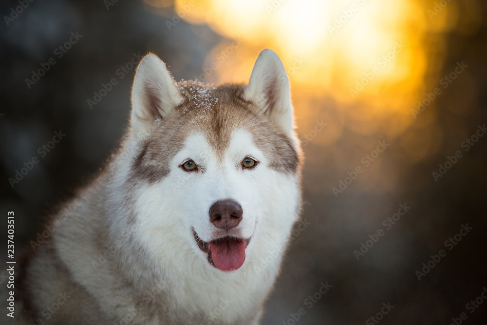 Close-up portrait of gorgeous and happy siberian Husky dog sitting on the snow in the fairy winter forest at sunset Close-up portrait of gorgeous and happy siberian Husky dog sitting on the snow in the fairy winter forest at sunset
