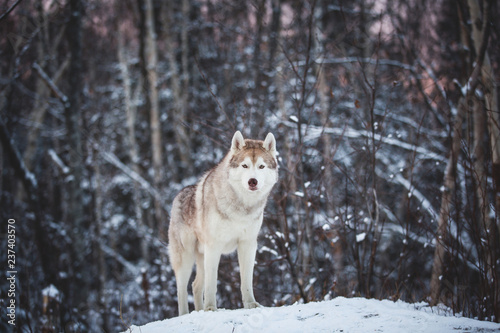 Portrait of gorgeous and free siberian Husky dog standing on the snow in the fairy winter forest