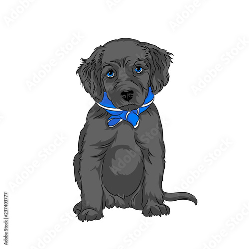 Vector black puppy labrador sitting