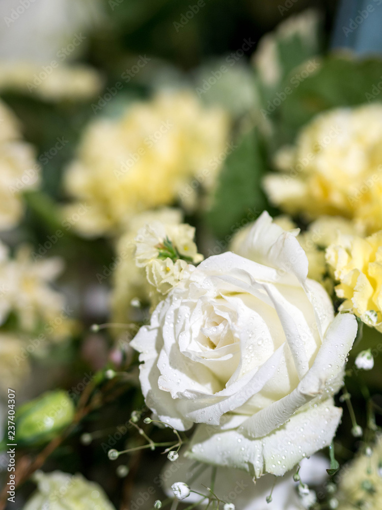 rose flowers decorations in love valentine day