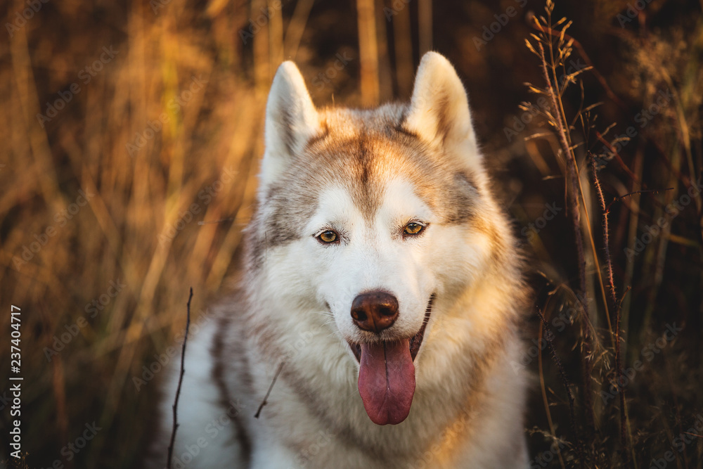 Close-up Portrait of beautiful Beige and white dog breed Siberian Husky lying in fall on a bright forest background.