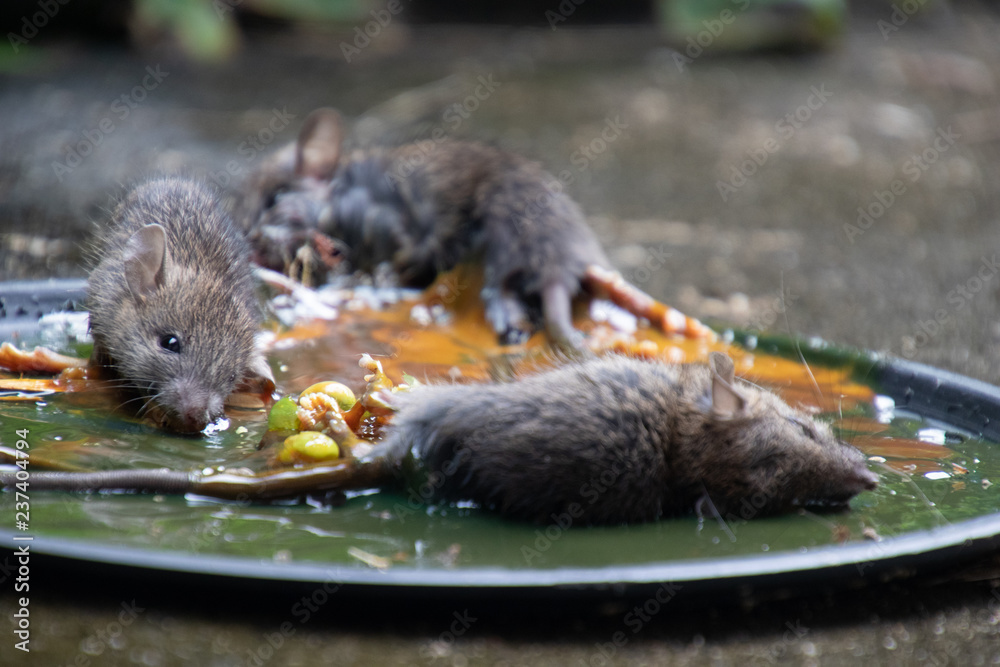 Three rats in rat glue traps. Dead rats on rat glue traps. Rats are a  nuisance in the house. Stock Photo