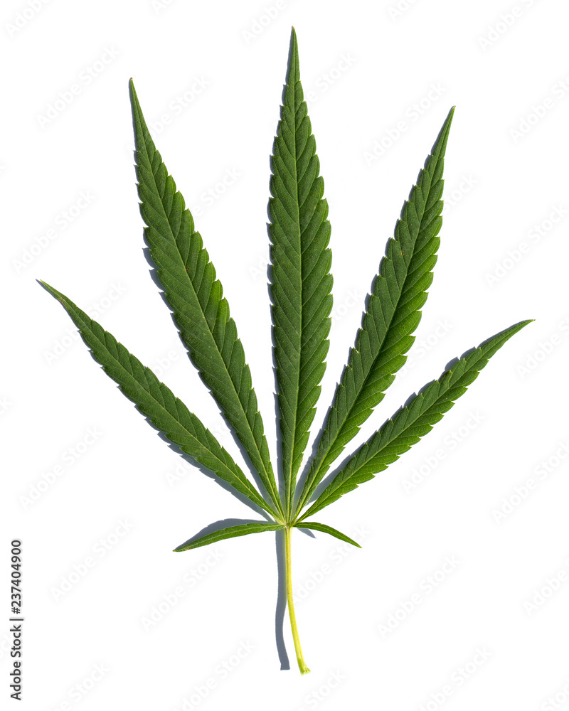 Cannabis leaf close up. Cannabis leaf close up.