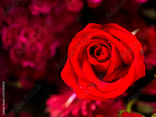 rose flowers decorations in love valentine day