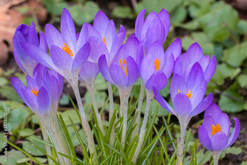 crocus family crocus family