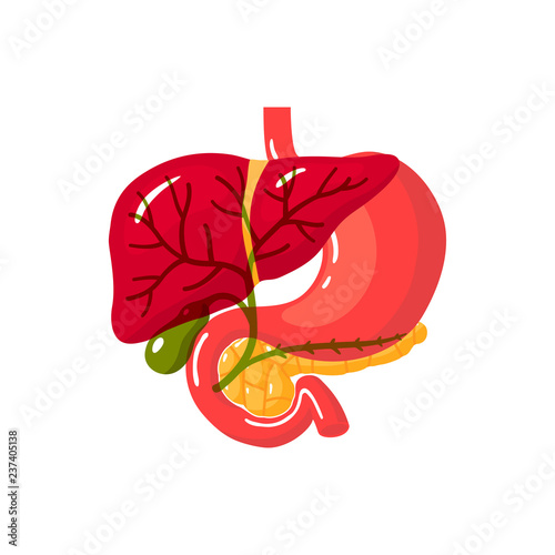 Human bile duct, vector illustration