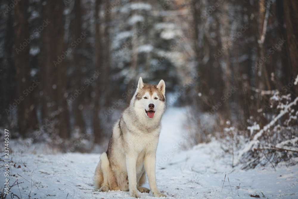 Portrait of gorgeous and free Siberian Husky dog sitting in the winter forest at sunset. Portrait of gorgeous and free Siberian Husky dog sitting in the winter forest at sunset.