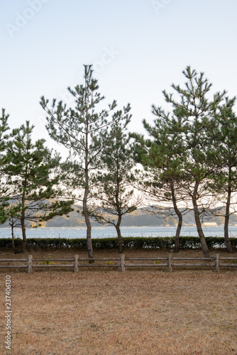 Wide view of Japanese black pine trees next to fences of a park by Shimo Aso beach. Nobeoka, Japan. Vertical orientation. Travel and nature.