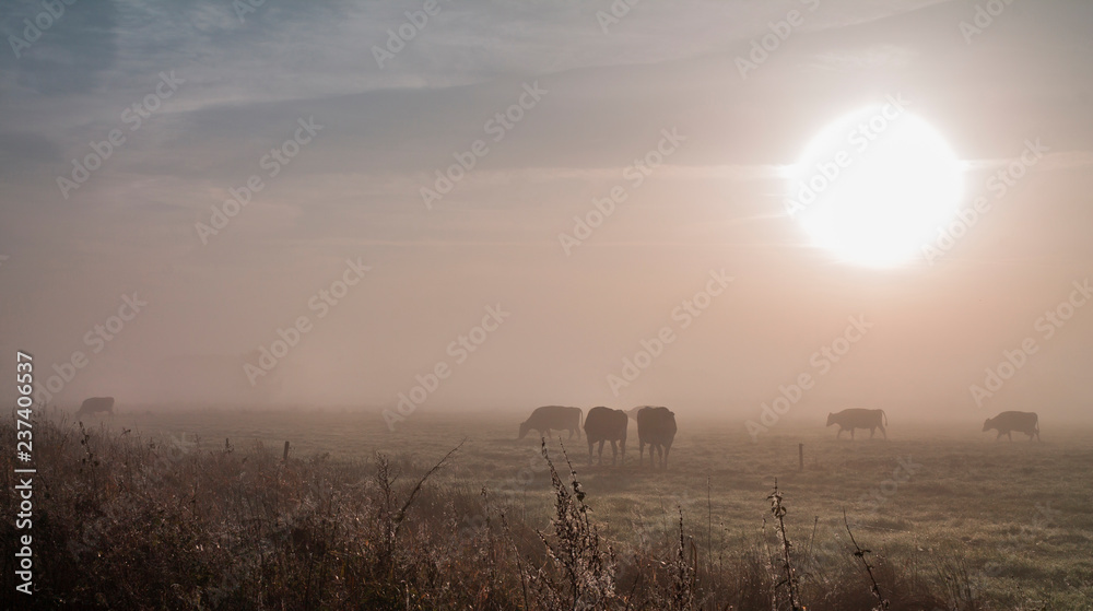 Fototapeta premium Mystischer Sonnenaufgang - Nebel im September - Natürlicher Hintergrund