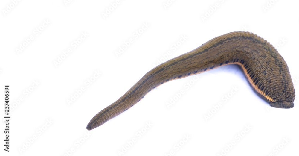 Leech isolated on white background.