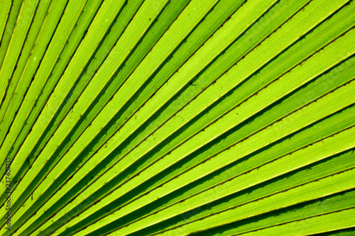 Lines and textures of big green palm leaves in rain forest - background