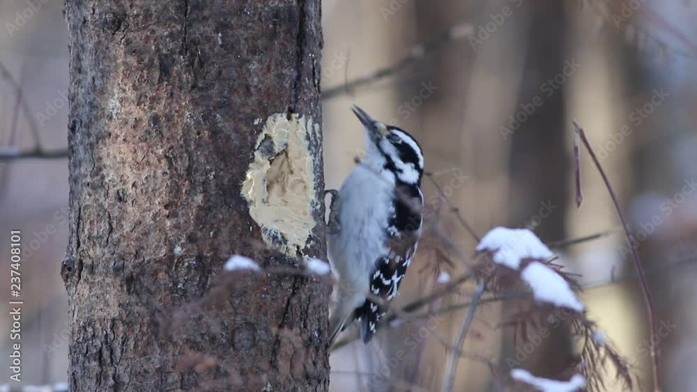 pic chevelu en hiver