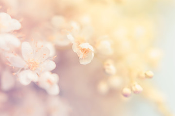Small white summer flowers on a soft background