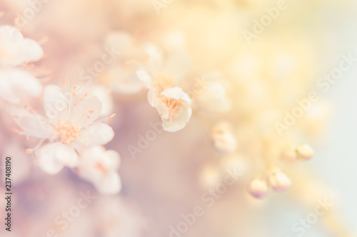 Small white summer flowers on a soft background