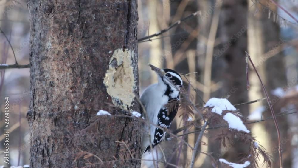 pic chevelu en hiver