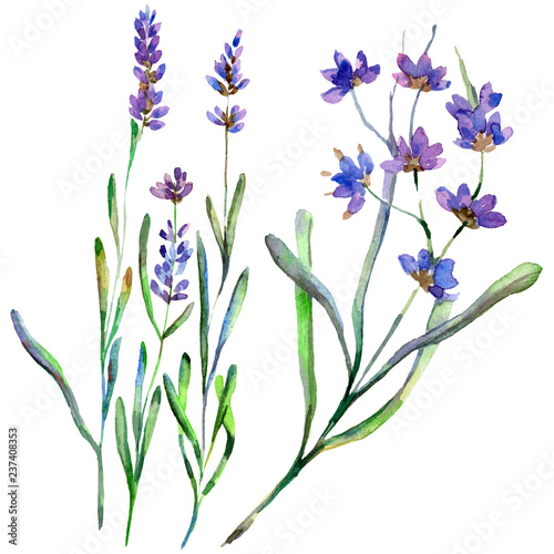 Purple lavender. Floral botanical flower. Wild spring leaf wildflower isolated. Watercolor background illustration set.