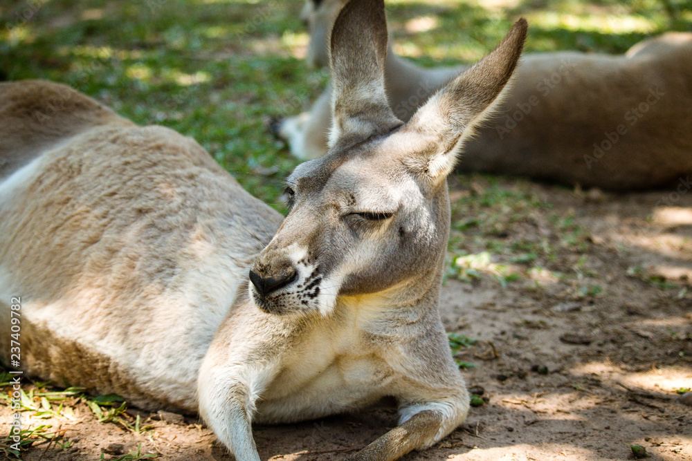 Kangaroo is feeling filled up in queensland at the Australian zoo