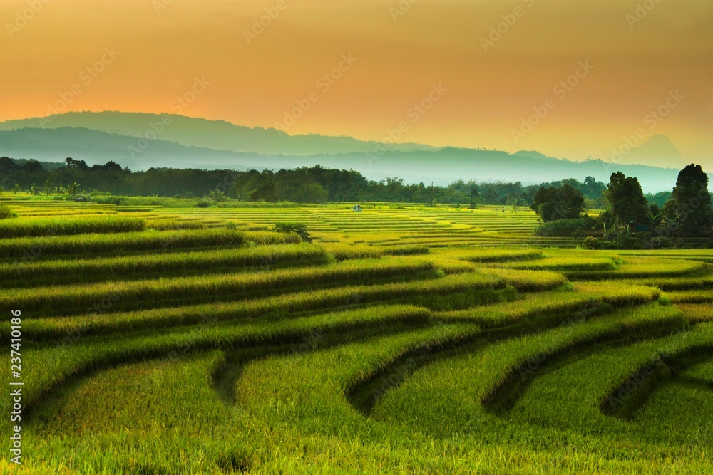 landscape with green field and trees natural beauty of bengkulu utara indonesia with mountain barisan and green nature
