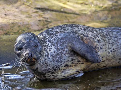 Common Seal, Phoca vitulina, lies on the shore