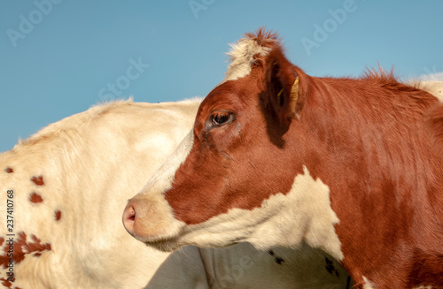 Profile close up of a young red and white cow  with cowlick  pink nose and red eyelashes and a blue background.