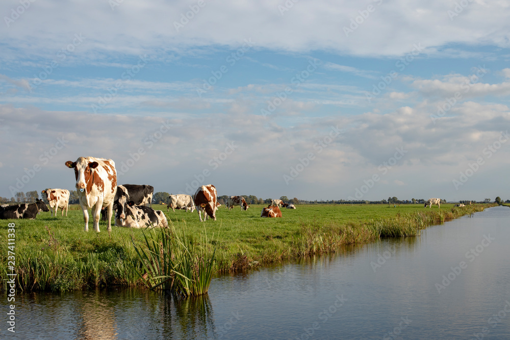 Herd of cows on the bank of a creek, in a typical landscape of Holland, flat land and water and on the horizon a blue sky with clouds .