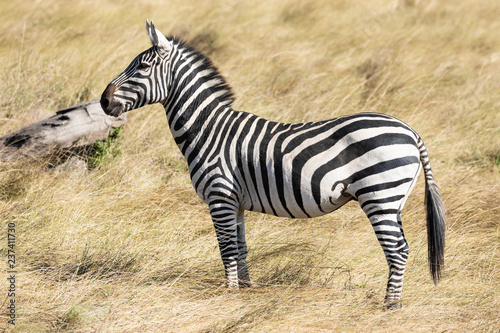 Full body profile portrait of common zebra  Equus quagga  up close standing in the tall grass of the Masai Mara in Kenya  Africa