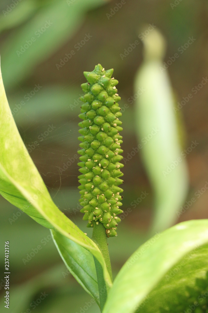 Naklejka premium Sauromatum giganteum in garden