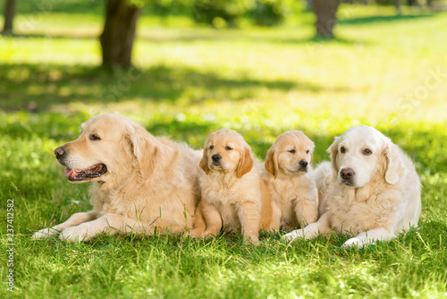 Adult dogs and their brood