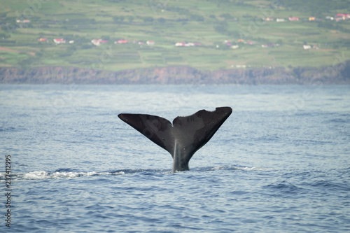 Photography The tail of a large sperm whale (Physeter macrocephalus) moments before deep diving in front of the coast  between Pico and Faial, in the western Açores Islands