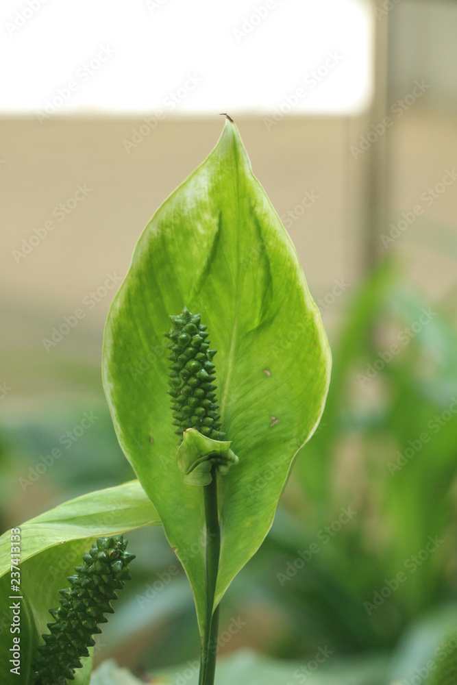 Obraz premium Sauromatum giganteum in garden