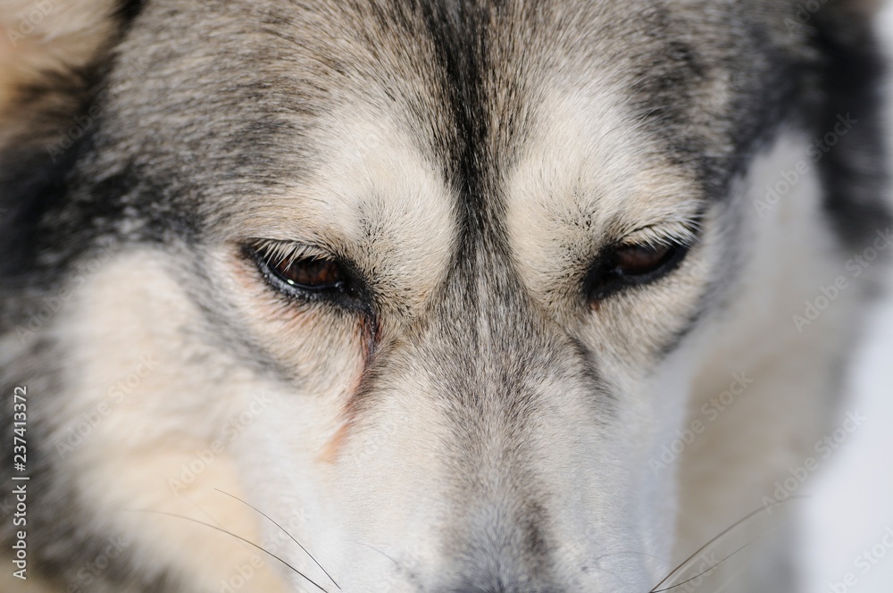 Husky sad eyes