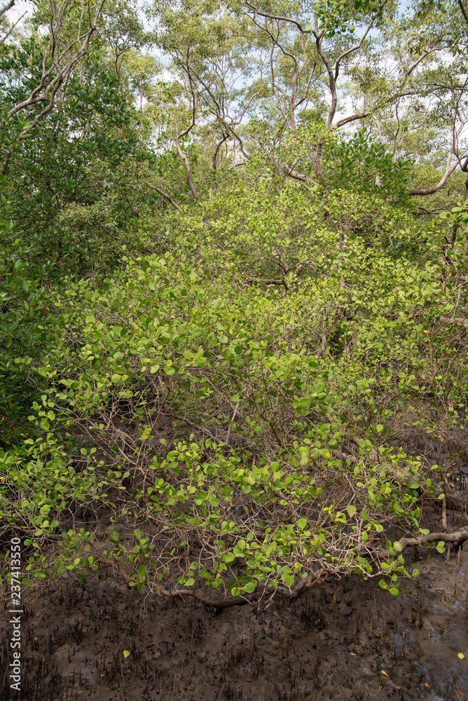 Wide view of densely mangrove leaves in a dense beach forest during the low tides. Vertical orientation. Rayong, Thailand. Travel and nature. Wide view of densely mangrove leaves in a dense beach forest during the low tides. Vertical orientation. Rayong, Thailand. Travel and nature.