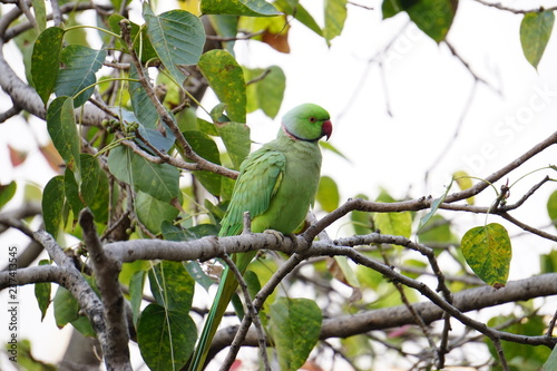 parrot on branch