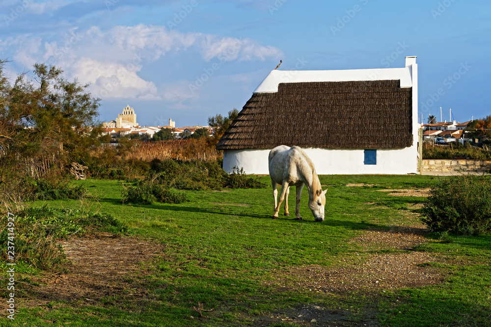 Cheval camarguais