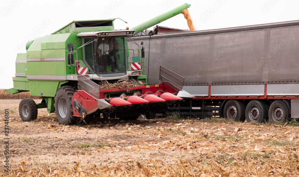 Obraz premium Harvesting of corn field with combine