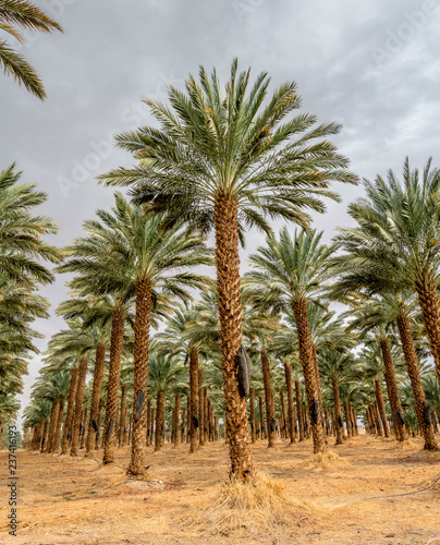 Plantation of date palms. Image depicts advanced tropical and desert agriculture in the Middle East