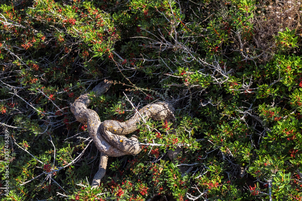 Fototapeta premium thick winding trunk of green desert thorn bush with small red berries