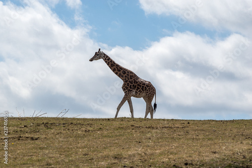 Giraffe on the horizon with blue sky and cloud background 