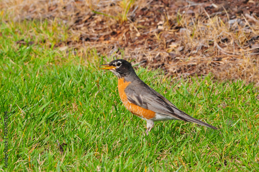 Close up of American Robin (Turdus migratorius) Close up of American Robin (Turdus migratorius)