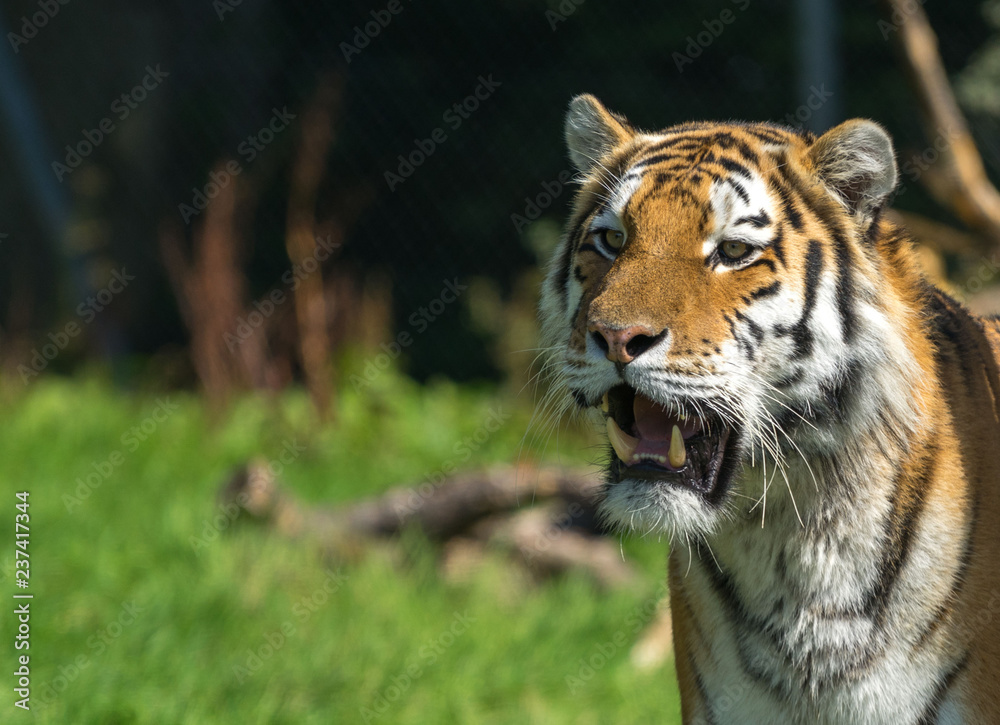 Fototapeta premium Close up portrait of a tiger, copy space 